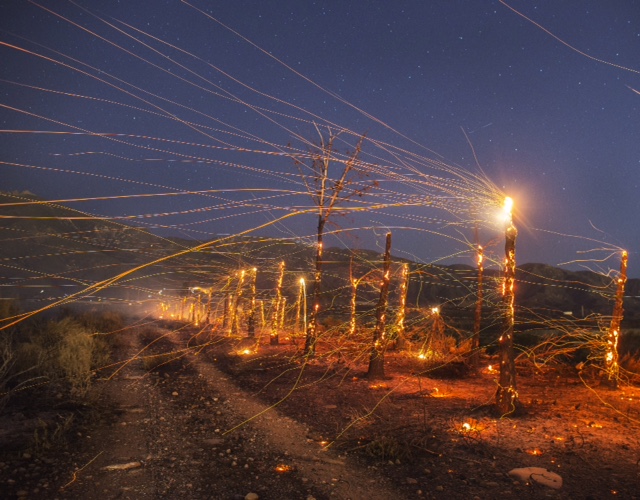 Embers fly from burned tree trunks during the Etiwanda Fire in Rancho Cucamonga east of Los Angeles. 9:03pm. 8 seconds with 24mm lens@f.3.2. 